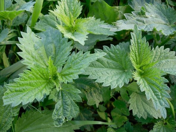 Urzica pentru prepararea unui decoct medicinal pentru varice